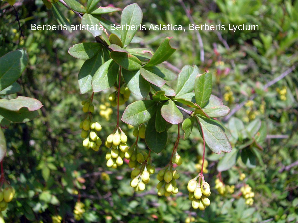 Berberis aristata, Berberis Asiatica, Berberis Lycium,ਰਸੌਂਤ, rasaunt , 
رسونت۔ رسوت۔ دار ہلد کا رس۔ سوملو۔ رسوَل۔ آنکھ کی دوا۔ توتروم۔ جتوَن۔ چوترا۔ سملو۔ کسمل۔ کیمل۔ کیملو۔ کویریئی۔ کورسکائی۔