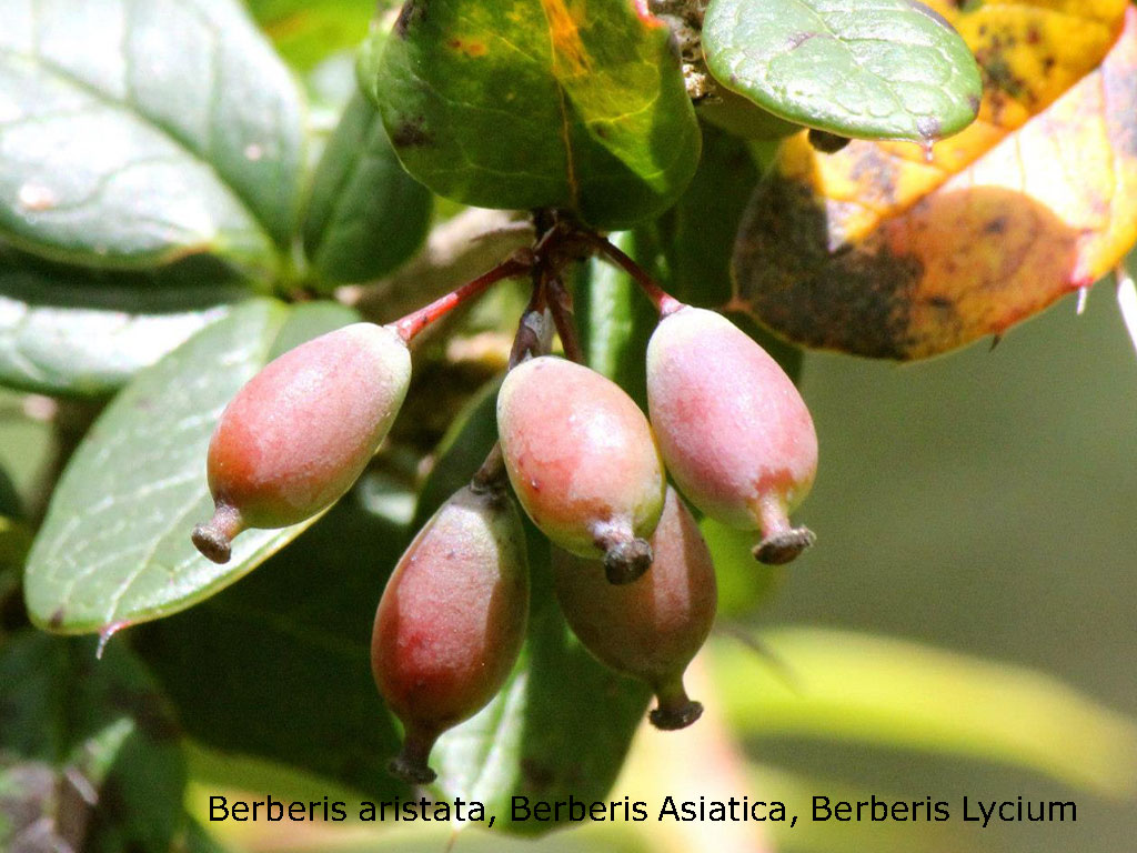 Berberis aristata, Berberis Asiatica, Berberis Lycium,ਰਸੌਂਤ, rasaunt , 
رسونت۔ رسوت۔ دار ہلد کا رس۔ سوملو۔ رسوَل۔ آنکھ کی دوا۔ توتروم۔ جتوَن۔ چوترا۔ سملو۔ کسمل۔ کیمل۔ کیملو۔ کویریئی۔ کورسکائی۔