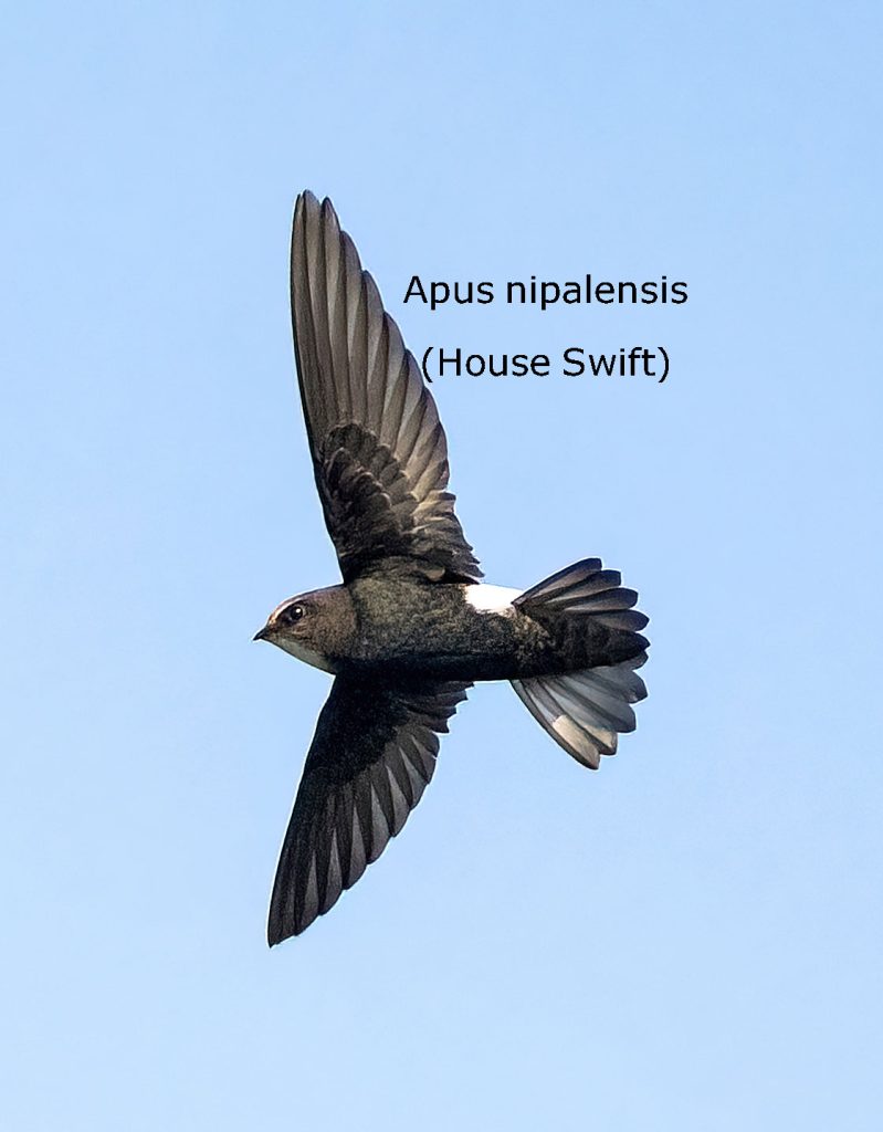 Apus nipalensis (House Swift),  سلارا, ,salaara, ਸਲਾਰਾ,