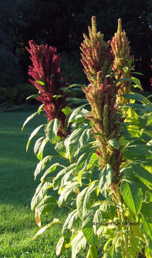 سیؤل۔,siul, ਸਿਊਲ, seeool, Amaranthus plant, پودا