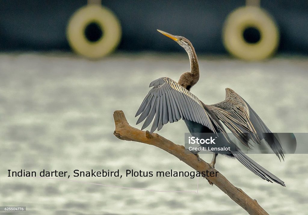 Indian darter, Snakebird, Plotus melanogaster 
siri, سری۔ سِرِی