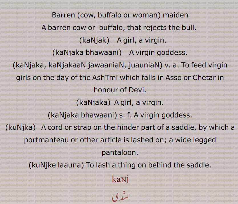ਕੰਜ، kanj , Barren;, A barren cow or buffalo, that rejects the bull. ,ਕੰਜਾ ,kanja, Blue-eyed., ਕੰਜਕ, kanjak, A girl, a virgin,kanjaka bhawani,  virgin goddess,kanjaka or kanjakan jawanian, juaunian,, To feed virgin girls on the day of the AshTmi which falls in Assu or Chetar in honour of Devi.,ਕੰਜਕਾ, kanjaka , 
,ਕੁੰਜਕਾ, kunjka, A cord or strap on the hinder part of a saddle, by which a portmanteau or other article is lashed on, a wide legged pantaloon,kunjke launa, To lash a thing on behind the saddle.