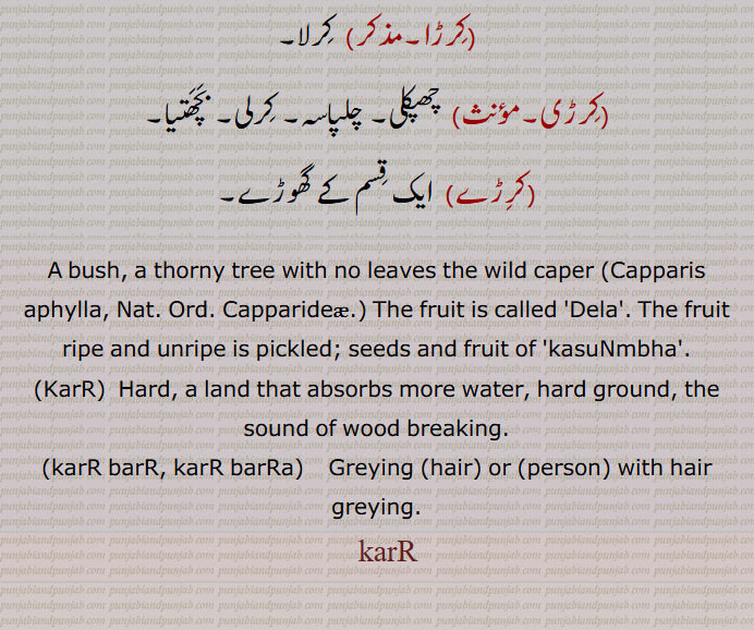 A bush, a thorny tree with no leaves the wild caper ,Capparis aphylla, Nat. Ord. Capparideae, The fruit is called 'Dela'. The fruit ripe and unripe is pickled; seeds and fruit of 'kasuNmbha'.,KarR,  Hard, a land that absorbs more water, hard ground, the sound of wood breaking.,karR barR, karR barRa,  Greying,hair,or (person) with hair greying.Fruits are red and rounded, about 1cm across, black when ripe and dry. Fruits are edible. The skin of the fruit has to be removed and the flesh can be eaten. Everybody collects and eats the fruits.,Capparis decidua ,bare caper, kair.قبار نفضی, کلیر, karinha. karir. kirrirr. karir pichu,پیچو۔ کریر۔ کرڑ۔.