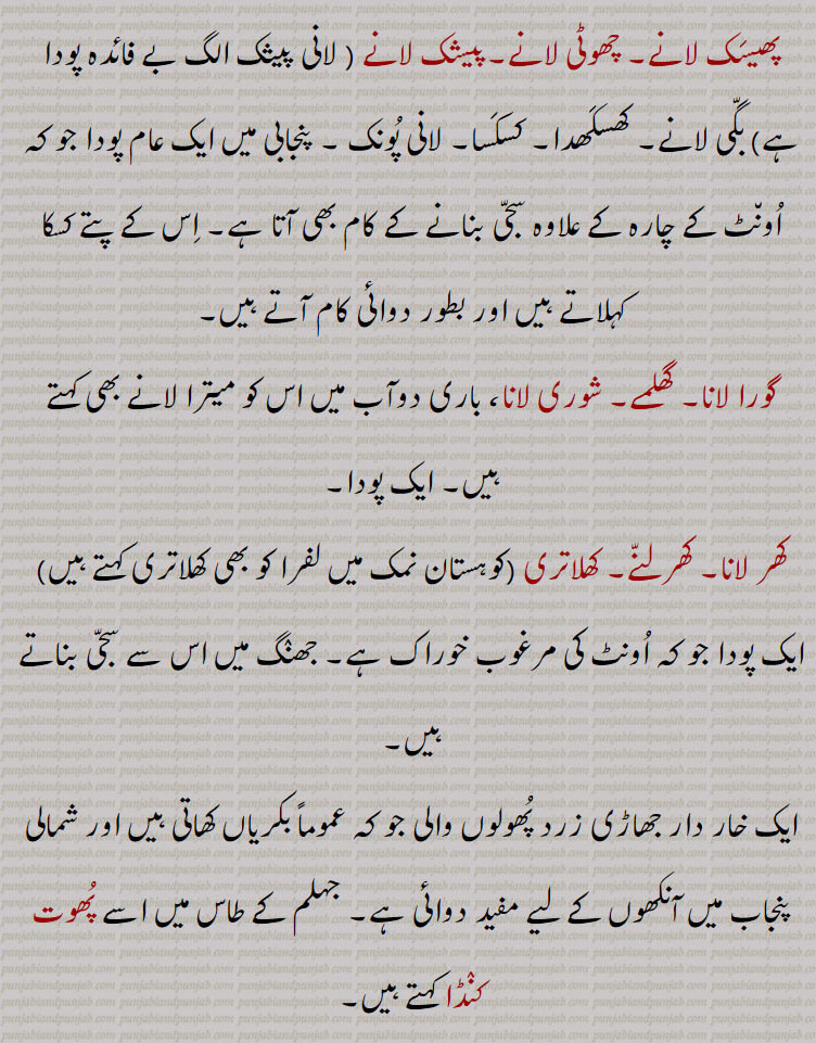 ۔پیشک لانے ( لانی پیثک الگ بے فائدہ پودا ہے) بگی لانے۔ کھسکھدا۔ کسکسا۔ لانی پونک ۔ پنجابی میں ایک عام پودا جو کہ اونٹ کے چارہ کے علاوہ سجی بنانے کے کام بھی آتا ہے۔ اس کے پتے کسکا کہلاتے ہیں اور بطور دوائی کام آتے ہیں۔
گورا لانا۔ گھلمے۔ شوری لانا، باری دوآب میں اس کو میترا لانے بھی کہتے ہیں۔ ایک پودا,کھر لانا۔ کھرلنے۔ کھلاتری (کوہستان نمک میں لفرا کو بھی کھلاتری کہتے ہیں) ایک پودا جو کہ اونٹ کی مرغوب خوراک ہے۔ جھنگ میں اس سے سجی بناتے ہیں,ایک خار دار جھاڑی زرد پھولوں والی جو کہ عموماً بکریاں کھاتی ہیں اور شمالی پنجاب میں آنکھوں کے لیے مفید دوائی ہے۔ جہلم کے طاس میں اسے پھوت کنڈا کہتے ہیں,شورا۔ گورا لانے۔