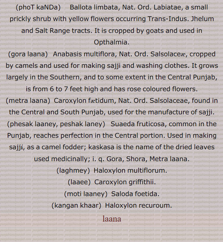 Farmer's land, a husbandman's estate, with all its appurtenances, oxen, ploughs, well; the name of various plants.,laana baana,  same as laana, including livestock and other movable property.,phoT kaNDa, Ballota limbata, Nat. Ord. Labiatae, a small prickly shrub with yellow flowers occurring Trans-Indus. Jhelum and Salt Range tracts. It is cropped by goats and used in Opthalmia.,gora laana, Anabasis multiflora, Nat. Ord. Salsolaceae, cropped by camels and used for making sajji and washing clothes. It grows largely in the Southern, and to some extent in the Central Punjab, is from 6 to 7 feet high and has rose coloured flowers.,metra laana,  Caroxylon faetidum, Nat. Ord. Salsolaceae, found in the Central and South Punjab, used for the manufacture of sajji., phesak laaney, peshak laney,  Suaeda fruticosa, common in the Punjab, reaches perfection in the Central portion. Used in making sajji, as a camel fodder; kaskasa is the name of the dried leaves used medicinally;  Gora, Shora, Metra , laana., laghmey, Haloxylon multiflorum., laaee,  Caroxylon griffithii., moti laaney,  Saloda foetida., kangan khaar,  Haloxylon recuroum., laana, , ਲਾਣਾ, laana baana, ਲਾਣਾ ਬਾਣਾ,, ਲਾਣਾ ਬਾਣਾ