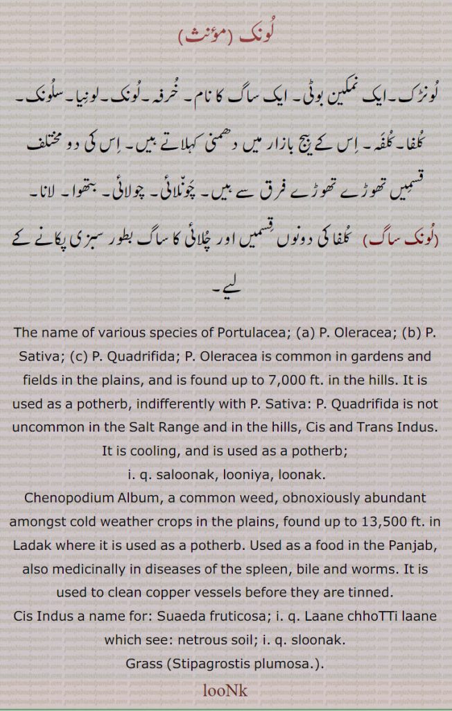 
 لونک۔لونڑک,,loonk , ਲੂਨਕ Loonrak,خرفہ,لونیا,سلونک,کلفا,کلفہ,  چونلائی, چولائی, بتھوا, لانا, چلائی, ساگ,نمکین بوٹی  
لونک,لونڑک۔ایک نمکین بوٹی۔ ایک ساگ کا نام۔ خرفہ۔لونک۔لونیا۔سلونک۔کلفا۔کلفہ۔ اس کے بیج بازار میں دھمنی  کہلاتے ہیں۔ اس کی دو مختلف قسمیں تھوڑے تھوڑے فرق سے ہیں۔ چونلائی۔ چولائی۔ بتھوا۔ لانا,لونک ساگ,   کلفا کی دونوں قسمیں اور چلائی کا ساگ بطور سبزی پکانے کے لیے۔
The name of various species of Portulacea Oleracea; Portulacea  Sativa; Portulacea Quadrifida;Portulacea Oleracea is common in gardens and fields in the plains, and is found up to 7,000 ft. in the hills. It is used as a potherb, indifferently with P. Sativa: P. Quadrifida is not uncommon in the Salt Range and in the hills, Cis and Trans Indus. It is cooling, and is used as a potherb;  saloonak, looniya, loonak. Chenopodium Album, a common weed, obnoxiously abundant amongst cold weather crops in the plains, found up to 13,500 ft. in Ladak where it is used as a potherb. Used as a food in the Panjab, also medicinally in diseases of the spleen, bile and worms. It is used to clean copper vessels before they are tinned.
Cis Indus a name for: Suaeda fruticosa;  Laane chhoTTi laane which see: netrous soil;  sloonak.
Grass (Stipagrostis plumosa.).