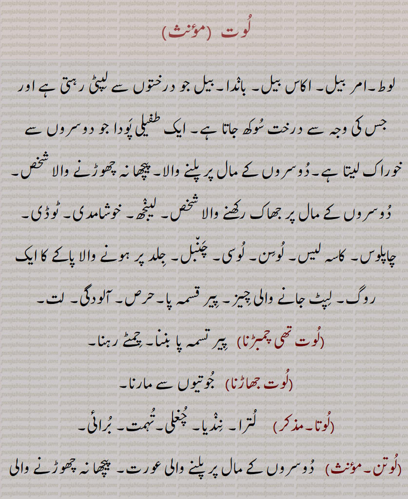 لوت , لوط۔امر بیل۔ اکاس بیل۔ باندا۔بیل جو درختوں سے لپٹی رہتی ہے اور جس کی وجہ سے درخت سوکھ جاتا ہے۔ ایک طفیلی پودا جو دوسروں سے خوراک لیتا ہے۔دوسروں کے مال پر پلنے والا۔پیچھا نہ چھوڑنے والا شخص۔ دوسروں کے مال پر جھاک رکھنے والا شخص۔ لینجھ۔ خوشامدی۔ ٹوڈی۔ چاپلوس۔ کاسہ لیس۔ لوسن۔ لوسی۔ چنبل۔ جلد پر ہونے والا پاکے کا ایک روگ۔ لپٹ جانے والی چیز۔ پیر قسمہ پا۔حرص۔ آلودگی۔ لت,لوت تھی چمبڑنا,   پیر تسمہ پا بننا۔ چمٹے رہنا,لوت جھاڑنا, جوتیوں سے مارنا,لوتا,لترا۔ نندیا۔ چغلی۔تہمت۔ برائی,لوتن, دوسروں کے مال پر پلنے والی عورت۔ پیچھا نہ چھوڑنے والی عورت,لوتی,  لوتا سے۔چغلی (ایسی چغلی جس سے فساد پیدا ہو)۔ فساد۔ کام بگاڑنے والی۔ بات بنانے والا۔ مثلاً لانواں لوتی,لوتی,اغلام کرانے والا۔ لوت کی طرح کا۔پیر تسمہ پا,بھانبڑ۔