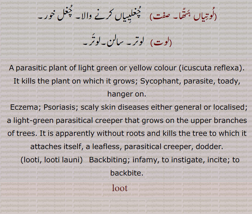 A parasitic plant of light green or yellow colour (icuscuta reflexa). It kills the plant on which it grows; Sycophant, parasite, toady,
hanger on.   Eczema; Psoriasis; scaly skin diseases either general or localised; a light-green parasitical creeper that grows on the upper branches of trees. It is apparently without roots and kills the tree to which it attaches itself, a leafless, parasitical creeper, dodder. ,looti, looti launi, Backbiting; infamy, to instigate, incite; to backbite. loot, looti, looti launi, ਲੂਤੀ , ਲੂਤੀ ਲਾਉਣੀ ,luoti, luti launi, lut,   luti, luti launi,