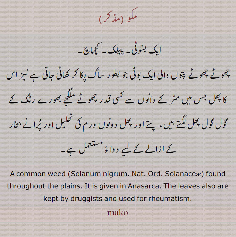 ਮਕੋ, mako , A common weed (Solanum nigrum ) found throughout the plains. It is given in Anasarca. The leaves also are kept by druggists and used for rheumatism. , black nightshade, blackberry nightshade,  mako ,
 مکو , پِیلک, کچماچ,ساگ, بسوٹی۔ ساگ۔ 