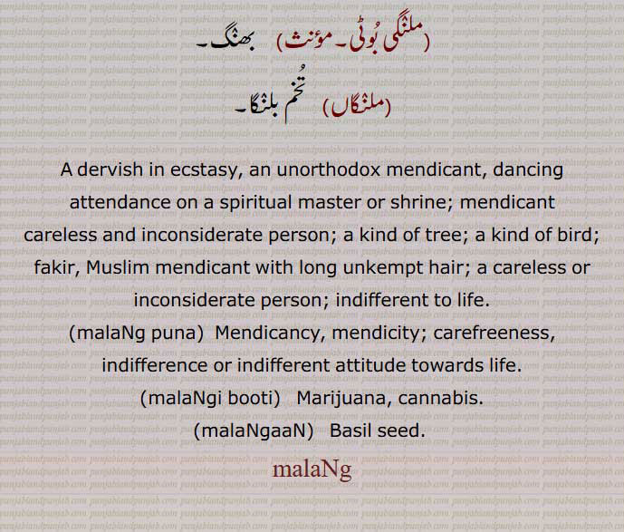 A dervish in ecstasy, an unorthodox mendicant, dancing attendance on a spiritual master or shrine; mendicant
careless and inconsiderate person; a kind of tree; a kind of bird; fakir, Muslim mendicant with long unkempt hair; a careless or inconsiderate person; indifferent to life., malaNg puna, Mendicancy, mendicity; carefreeness, indifference or indifferent attitude towards life. ,  malaNgi booti,   Marijuana, cannabis., malaNgaaN,   Basil seed. , malaNg,ਮਲੰਗ,  ਮਲੰਗਪੁਣਾ , ਮਲੰਗ,  ਮਲੰਗਪੁਣਾ ,