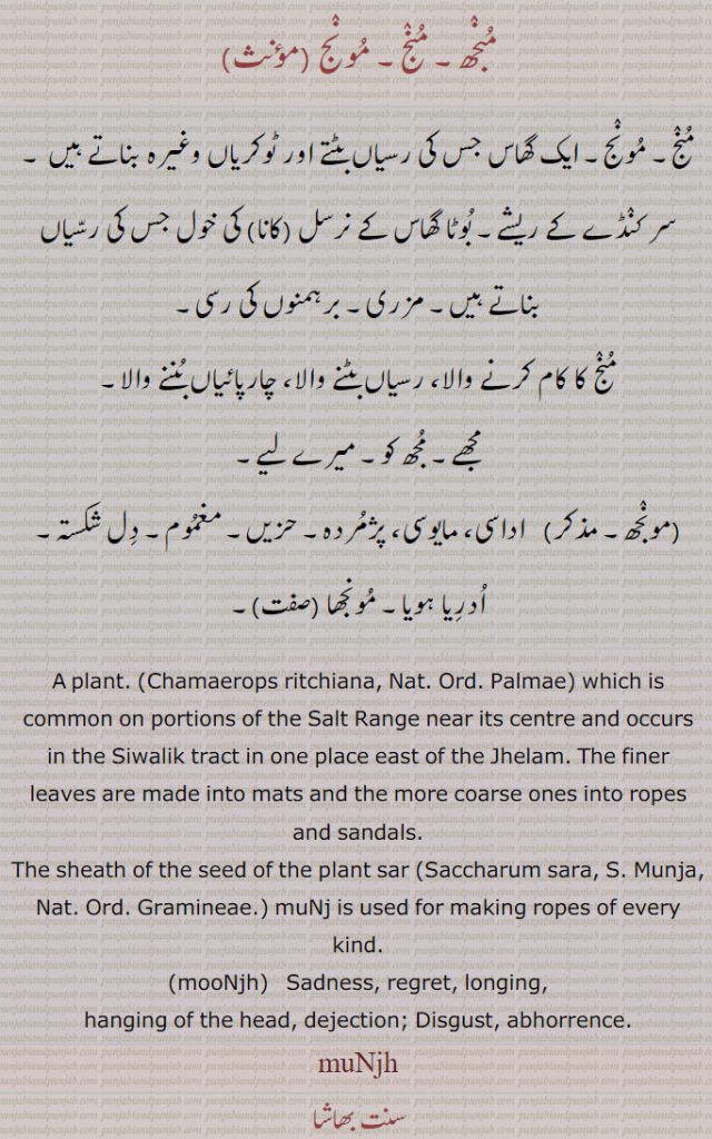 منجھ۔ منج۔ مونج , ایک گھاس جس کی رسیاں بٹتے اور ٹوکریاں وغیرہ بناتے ہیں ۔ سر کنڈے کے ریشے۔ بوٹا گھاس کے نرسل (کانا) کی خول جس کی رسیاں بناتے ہیں۔ مزری۔ برہمنوں کی رسی,منج کا کام کرنے والا، رسیاں بٹنے والا، چارپائیاں بننے والا,مجھے۔ مجھ کو۔ میرے لیے,مونجھ, اداسی، مایوسی، پژمردہ۔ حزیں۔ مغموم۔ دل شکستہ۔ ادریا ہویا۔ مونجھا ,
A plant. (Chamaerops ritchiana,) which is common on portions of the Salt Range near its centre and occurs in the Siwalik tract in one place east of the Jhelam. The finer leaves are made into mats and the more coarse ones into ropes and sandals.
The sheath of the seed of the plant sar (Saccharum sara,.) muNj is used for making ropes of every kind.,mooNjh, Sadness, regret, longing,,hanging of the head, dejection; Disgust, abhorrence.
muNjh,,ਮੁੰਝ,ਮੂੰਝ,ਮੱਝ,