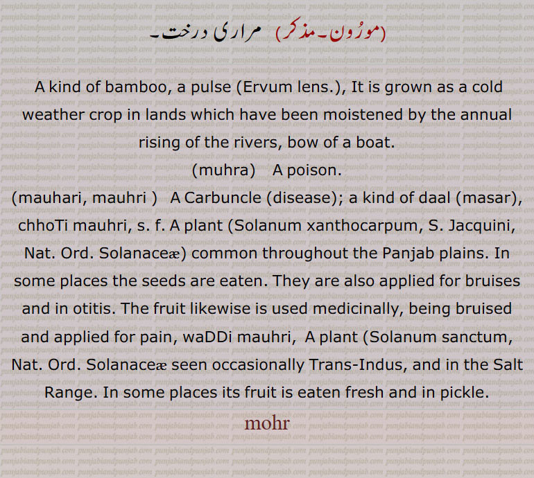 A kind of bamboo, a pulse (Ervum lens.)Lens esculenta Moench., It is grown as a cold weather crop in lands which have been moistened by the annual rising of the rivers, bow of a boat., muhra,   A poison.,mauhari, mauhri,   A Carbuncle (disease); a kind of daal (masar),
chhoTi mauhri, s. f. A plant ,Solanum xanthocarpum, S. Jacquini, Nat. Ord. Solanaceae, common throughout the Panjab plains. In some places the seeds are eaten. They are also applied for bruises and in otitis. The fruit likewise is used medicinally, being bruised and applied for pain, waDDi mauhri,  A plant (Solanum sanctum, Nat. Ord. Solanaceae seen occasionally Trans-Indus, and in the Salt Range. In some places its fruit is eaten fresh and in pickle., mohr, mohar,   ਮੋਹਰ, mohri, ਮੋਹਰੀ, muhra, ਮੁਹਰਾ, mauhari, mauhri, ਮੌਹਰੀ,