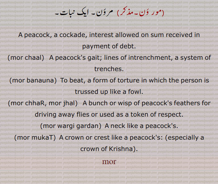 A peacock, a cockade, interest allowed on sum received in payment of debt.,mor chaal,   A peacock's gait; lines of intrenchment, a system of trenches.,mor banauna,  To beat, a form of torture in which the person is trussed up like a fowl.,mor chhaR, mor jhal,  A bunch or wisp of peacock's feathers for driving away flies or used as a token of respect.,mor wargi gardan, A neck like a peacock's.,mor mukaT,  A crown or crest like a peacock's:,mor,ਸੋਰ, morni, ਮੋਰਨੀ , pea hen