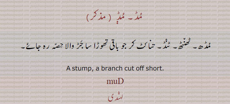 ਮੁਡ،maD،maDDi,ਮੁਡ਼ੀ,muD,muDh,muDDh, ਮੁੱਢ, muDDhoN, ਮੁੱਢੋਂ,mudhla, ਮੁਢਲਾ,muDDhi,ਮੁੱਢੀ,moDhi,ਮੂਢੀ,,ਮੁਡ, stump, branch cut off short. mud. مڈ ، مُڈ، مڈھ۔ ٹھنٹھ۔ ٹنڈ۔ تنا جو جڑ والا حصہ جو تھوڑا رہ جاتا ہے۔