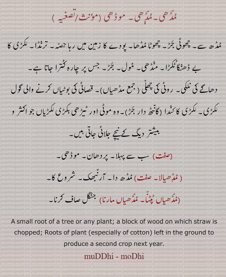 
مڈھی, موڈھی ,مڈھ سے۔ چھوٹی جڑ۔ چھوٹا مڈھا۔ پودے کا زمین میں رہا حصہ۔ ترنڈا۔ لکڑی کا بے ڈھنگا ٹکڑا۔ منڈھی۔ مول۔ جڑ۔ جس پر چارہ کترا جاتا ہے,دھاگے کی نلکی۔ روئی کی چھلی,مڈھیاں,۔ قصائی کی بوٹیاں کرنے والی گول لکڑی۔ لکڑی کا کندا (گانٹھ دار جڑ)۔وہ موٹی اور ٹیڑھی بکڑی لکڑیاں جو اکثر و بیشتر دیگ کے نیچے جلائی جاتی ہیں, سب سے پہلا۔ پردھان۔ موڈھی,مڈھیالا, مڈھ دا۔ آرنبھک۔ شروع کا,مڈھیاں پٹنا۔ مڈھیاں مارنا,  جنگل صاف کرنا۔
A small root of a tree or any plant; a block of wood on which straw is chopped; Roots of plant (especially of cotton) left in the ground to produce a second crop next year. muDDhi, moDhi, ਮੁੱਢੀ,