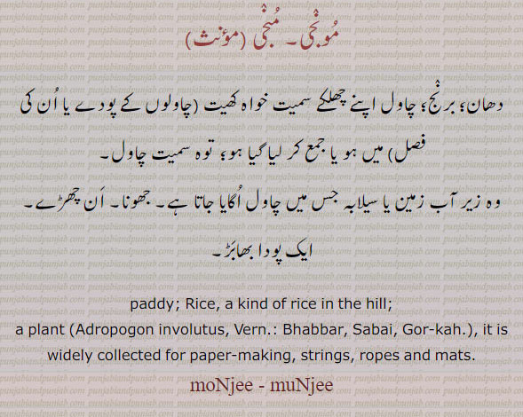 ਮੁੰਜੀ , munji , moonji ,   paddy, Rice, a kind of rice in the hill, a plant (Adropogon involutus, Nat. Ord Gramineae) which is common in many parts of the Siwalik tract and up to the Indus. It is commonly used for cordage, swing bridges.
دھان۔ برنج۔ چھلکے سمیت چاول۔ جھونا۔ ان چھڑے چاول۔ مونجی۔ منجی۔