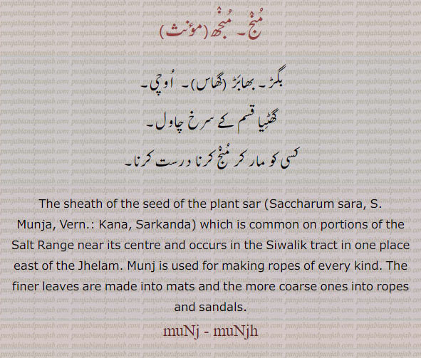 ਮੁੰਜ , munj  ,The sheath of the seed of the plant sar (Saccharum sara, S. Munja, Nat. Ord. Gramineae.) Munj is used for making ropes of every kind;  A plant. (Chamaerops Ritchiana, Nat. Ord. Palmae) which is common on portions of the Salt Range near its centre and occurs in the Siwalik tract in one place east of the Jhelam. The finer leaves are made into mats and the more coarse ones into ropes and sandals. منج۔ منجھ۔ بگڑ۔ بھابڑ۔ اوچی۔ گھٹیا قسم کے سرخ چاول۔ کسی کو مار کر منج کرنا درست کرنا۔
