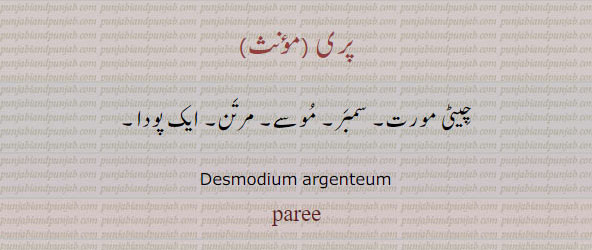 پری ,paree,ਪਰੀ,پودا,سمبر,موسے,مرتن,چینی مورت, plant