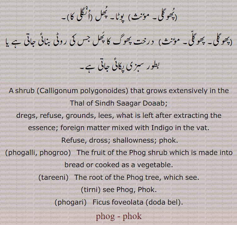 A shrub (Calligonum polygonoides) that grows extensively in the Thal of Sindh Saagar Doaab;, dregs, refuse, grounds, lees, what is left after extracting the essence; foreign matter mixed with Indigo in the vat.,  Refuse, dross; shallowness; phok.
(phogalli, phogroo)   The fruit of the Phog shrub which is made into bread or cooked as a vegetable., tareeni,  The root of the Phog tree, which see., tirni, see Phog, Phok., phogari,   Ficus foveolata (doda bel).Ficus sarmentosa,
phog - phok phog , ਫੋਗ, (phogalli) ਫੋਗੱਲੀ, PHOK ਫੋਕ,phogroo ਫੋਗਰੂ ,tareeni ਤਰੀਨੀ, (tirni) ਤਿਰਨੀ,
