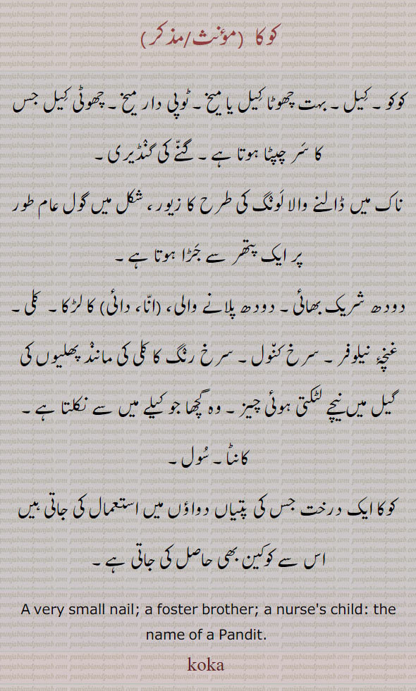 کوکا ، کوکو۔ کیل۔ بہت چھوٹا کیل یا میخ۔ ٹوپی دار میخ۔ چھوٹی کیل جس کا سر چپٹا ہوتا ہے۔ گنے کی گنڈیری,ناک میں ڈالنے والا لونگ کی طرح کا زیور، شکل میں گول عام طور پر ایک پتھر سے جڑا ہوتا ہے,دودھ شریک بھائی۔ دودھ پلانے والی، (انا، دائی) کا لڑکا۔  کلی۔ غنچۂ نیلوفر۔ سرخ کنول۔ سرخ رنگ کا کلی کی مانند پھلیوں کی گیل میں نیچے لٹکتی ہوئی چیز۔ وہ گچھا جو کیلے میں سے نکلتا ہے۔ کانٹا۔ سول,کوکا ایک درخت جس کی پتیاں دواؤں میں استعمال کی جاتی ہیں اس سے کوکین بھی حاصل کی جاتی ہے۔
A very small nail; a foster brother; a nurse's child: the name of a Pandit. , koka , پھلی,Phuli, ਫੂਲੀ ,کوکا,لونگ ,laung, ਲੌਂਗ,koka,ਕੋਕਾ,