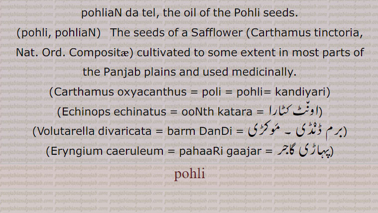 The name of a thorny plant (Carthamus exyacantha, Carthamus Tinctoria) abundant in many of the more arid tracts of the Panjab from Ambala up to Peshawar. In many places the seeds are parched and eaten alone, or with wheat, or are ground and mixed with wheaten flour for bread. In some places an oil extracted from the seeds, is burned and eaten. It is also used medicinally. Also the same as Shakaakal misri, pahaaRi gaajar which see;
a plant Cousinia calcitrapaeformis, Nat. Ord. Compositae) not uncommon wild in the Salt Range;, pohliaN da tel, the oil of the Pohli seeds., pohli, pohliaN,   The seeds of a Safflower ,Carthamus tinctoria, Nat. Ord. Compositae, cultivated to some extent in most parts of the Panjab plains and used medicinally.
 Carthamus oxyacanthus, poli , pohli, kandiyari, کنٹیاری  پیلی کسم,  pohli, پوہلی, plant, پودا, Echinops echinatus = ooNth katara =  باد آور۔ کنڈیائی  , Indian globe thistle, Volutarella divaricata = barm DanDi , برم ڈنڈی , موکڑی,Eryngium caeruleum , pahaaRi gaajar , پہاڑی گاجر, Blue Sea Holly ,Carthamus tinctorius, safflowor, گل رنگ  , ਪੋਹਲੀ , pohli, pohliaN, ਹਲੀਆਂ,
