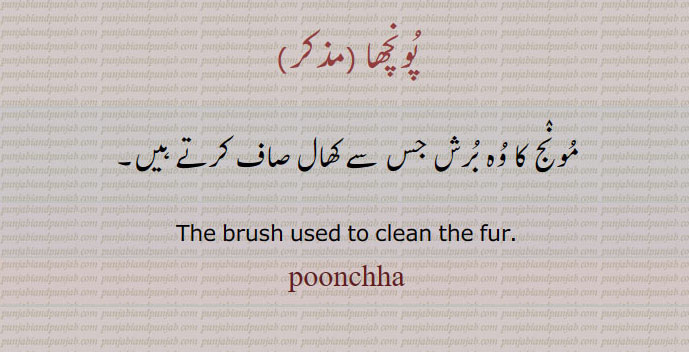 پونچھا , مونج کا وہ برش جس سے کھال صاف کرتے ہیں۔
The brush used to clean the fur. poonchha, , ਪੂਨਛਾ , ਪੂੰਛਾ