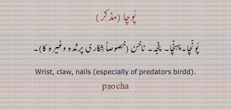 پوچا ,پونچا۔پہنچا۔ پنجہ۔ ناخن (خصوصاً شکاری پرندہ وغیرہ کا)۔
Wrist, claw, nails (especially of predators birdd)., پوچا , poucha, ਪੌਚਾ, Wrist, claw