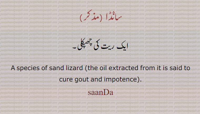 ਸਾਂਡਾ, سانڈا  
 ایک ریت کی چھپکلی۔
A species of sand lizard (the oil extracted from it is said to cure gout and impotence)., saanDa, sanDa
