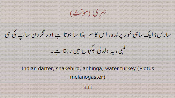indian darter. snakebird., anhinga. water turkey , plotus melanogaster. siri,  ਸਿਰੀ
سِرِی۔ سری۔ سارس ۔ ماہی خور پرندہ۔ 