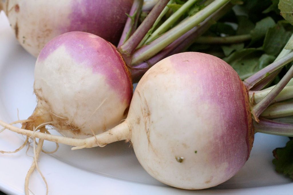 Brassica rapa var. rapa, turnip or white turnip,
 ਸ਼ਗਰ, shaghar, shagar,goNglun,  شگر۔ شگھر۔ شلجم۔ ٹھپر۔ گونگلو۔ شلغم۔گونگلیاں۔ گونگلیں۔