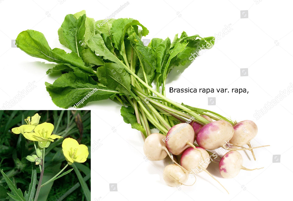 Brassica rapa var. rapa, turnip or white turnip,
 ਸ਼ਗਰ, shaghar, shagar,goNglun,  شگر۔ شگھر۔ شلجم۔ ٹھپر۔ گونگلو۔ شلغم۔گونگلیاں۔ گونگلیں۔