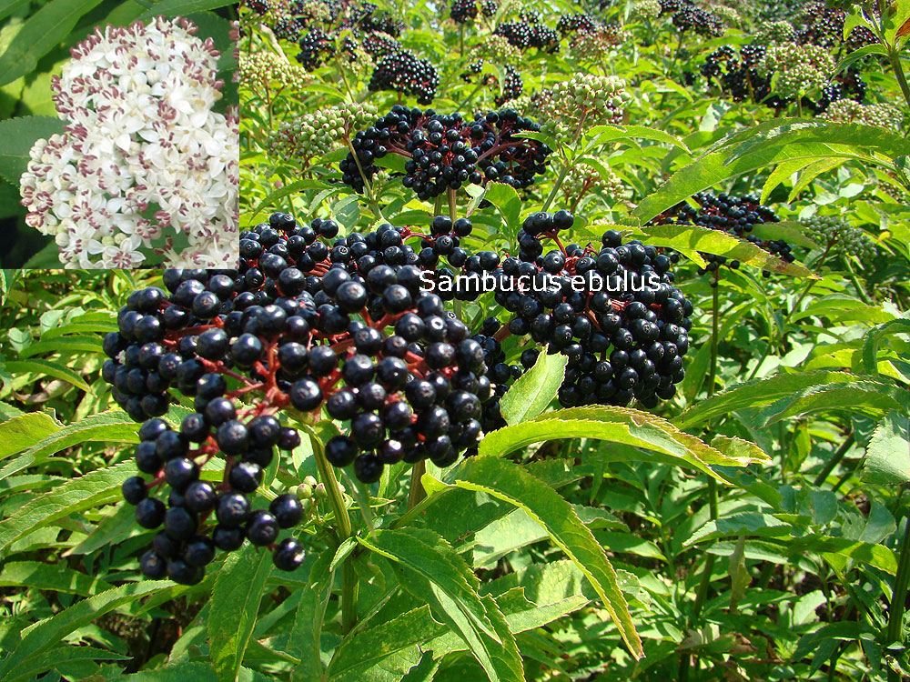 Sambucus ebulus, plant, taasar, tasar,  تاسر، پودا