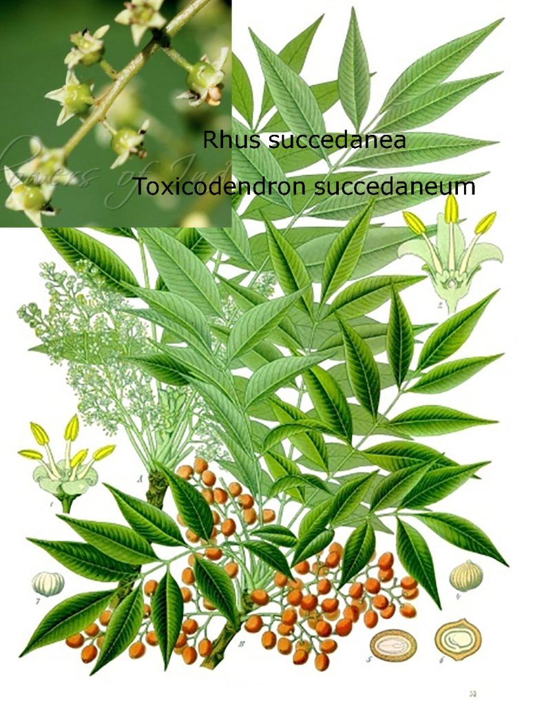 Rhus succedanea
Toxicodendron succedaneum, plant, پودا , تتری