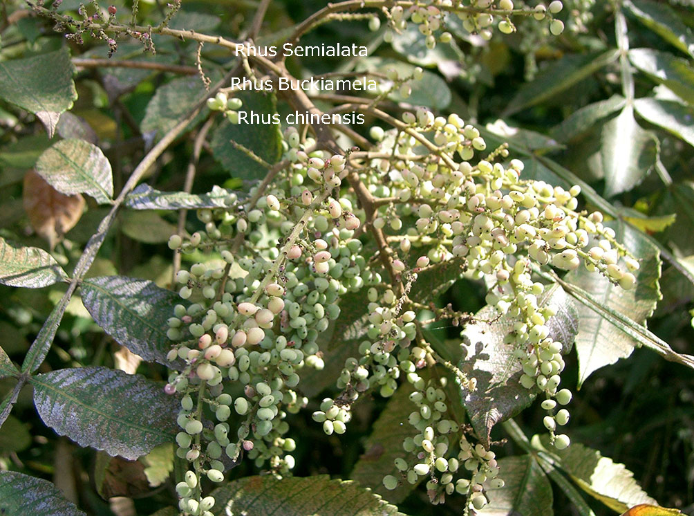 Rhus Semialata, Rhus Buckiamela,
Rhus chinensis, plant, پودا , تتری