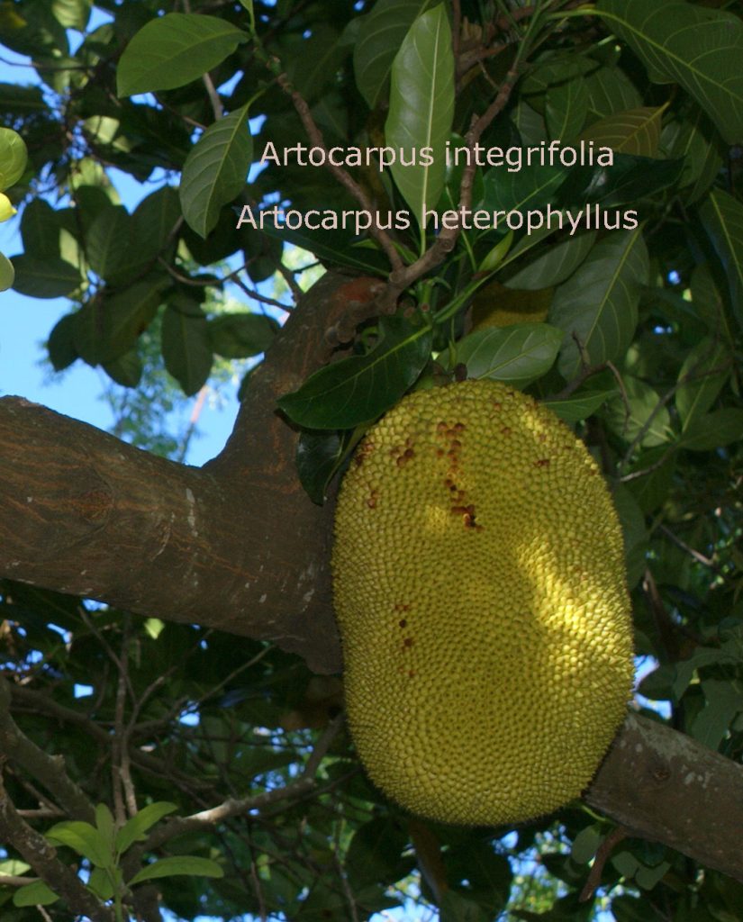 Artocarpus integrifolia , Artocarpus heterophyllus  , 
Kathal,  Jackfruit,تؤن,کٹھل, tiun,plant,پودا