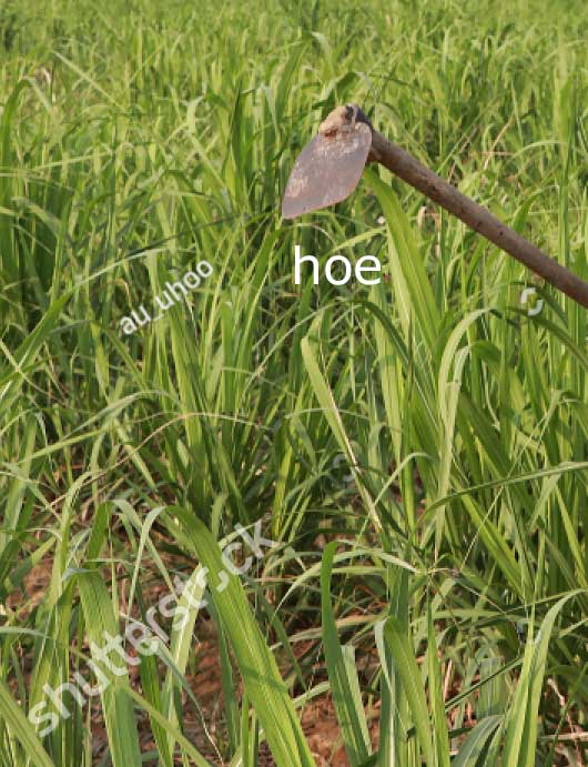 hoeing sugarcane,  hoe, بنگڈی, banggudi, tool