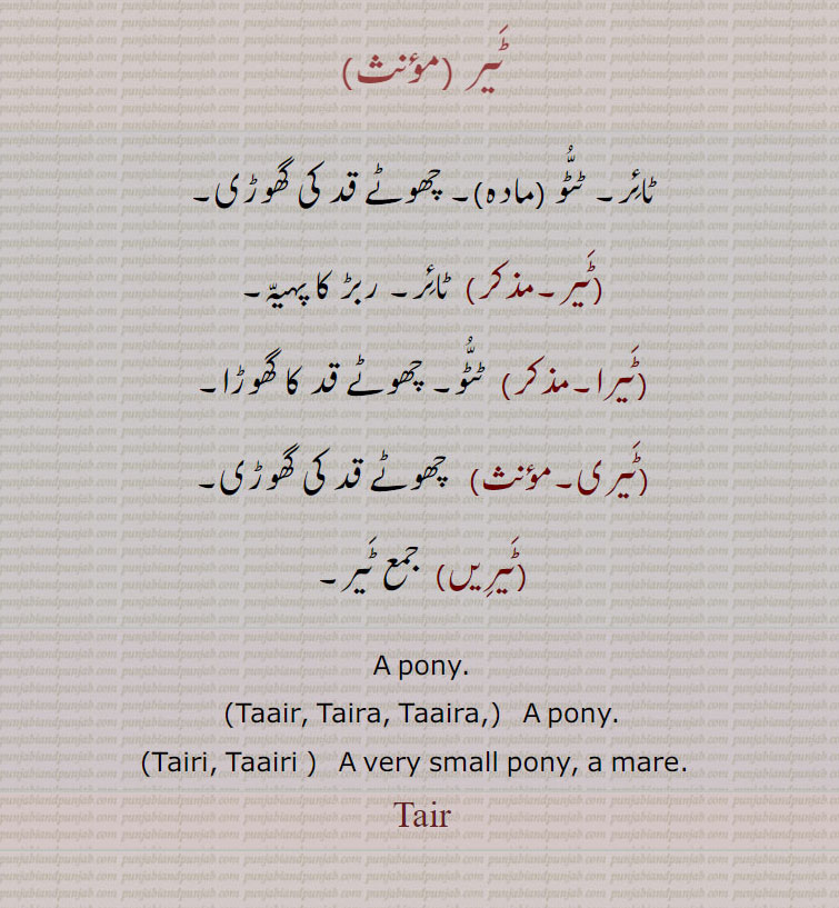 ٹیر , ٹائر۔ ٹٹو (مادہ)۔ چھوٹے قد کی گھوڑی,ٹیر,  ٹائر۔ ربڑ کا پہیہ,ٹیرا, ٹٹو۔ چھوٹے قد کا گھوڑا,ٹیری,  چھوٹے قد کی گھوڑی,ٹیریں,  ٹیر۔
A pony.,Taair, Taira, Taaira,  A pony., Tairi, Taairi , A very small pony, a mare.  ,Tair, ٹیر Tair  , ਟੈਰ, ਟੈਰਾ, ਟਾਇਰ, ਟਾਇਰਾ,ਟੈਰੀ,ਟਾਇਰੀ ,ٹیرا ,  ,ٹیری  , ٹیریں,  