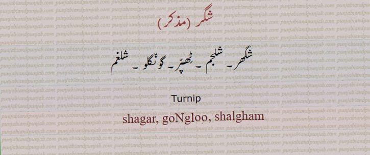Brassica rapa var. rapa, turnip or white turnip,
 ਸ਼ਗਰ, shaghar, shagar,goNglun,  شگر۔ شگھر۔ شلجم۔ ٹھپر۔ گونگلو۔ شلغم۔گونگلیاں۔ گونگلیں۔