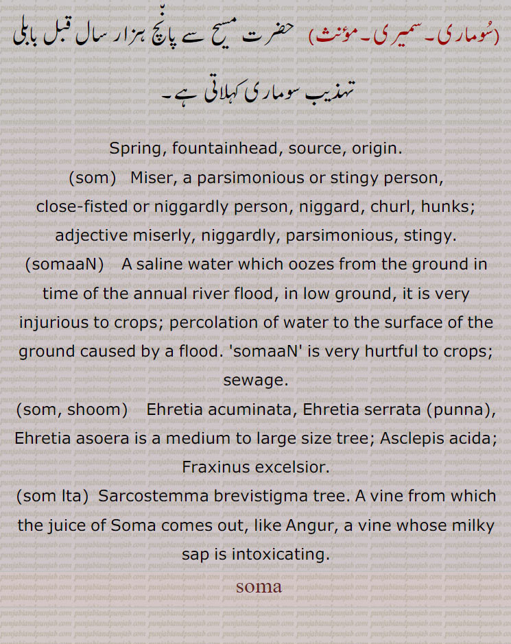 Spring, fountainhead, source, origin., som,  Miser, a parsimonious or stingy person,, close-fisted or niggardly person, niggard, churl, hunks; adjective miserly, niggardly, parsimonious, stingy., somaaN,   A saline water which oozes from the ground in time of the annual river flood, in low ground, it is very injurious to crops; percolation of water to the surface of the ground caused by a flood. 'somaaN' is very hurtful to crops; sewage., som, shoom,    Ehretia acuminata, Ehretia serrata,punna, Ehretia asoera is a medium to large size tree; Asclepis acida; Fraxinus excelsior., som lta,  Sarcostemma brevistigma tree. A vine from which the juice of Soma comes out, like Angur, a vine whose milky sap is intoxicating.,  soma, ,som،ਸੂਮ,somaaN, ਸੋਮਾਂ ,som, shoom,punna،som lta,soma , ਸੋਮਾ,
