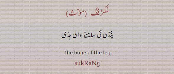 سُکڑنگ,ਸੁਕਡ਼ੰਗ,sukrang, bone of leg,
سکڑنگ۔ پنڈلی کی سامنے والی ہڈی۔