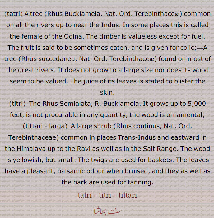 ,tatri, A tree ,Rhus Buckiamela, Nat. Ord. Terebinthaceæ, common on all the rivers up to near the Indus. In some places this is called the female of the Odina. The timber is valueless except for fuel. The fruit is said to be sometimes eaten, and is given for colic;—A tree ,Rhus succedanea, Nat. Ord. 
Terebinthaceæ, found on most of the great rivers. It does not grow to a large size nor does its wood seem to be valued. The juice of its leaves is stated to blister the skin.
,titri,  The Rhus Semialata, R. Buckiamela. It grows up to 5,000 feet, is not procurable in any quantity, the wood is ornamental;
,tittari , larga,  A large shrub ,Rhus continus, Nat. Ord. Terebinthaceae, common in places Trans-Indus and eastward in the Himalaya up to the Ravi as well as in the Salt Range. The wood is yellowish, but small. The twigs are used for baskets. The leaves have a pleasant, balsamic odour when bruised, and they as well as the bark are used for tanning.
tatri - titri - tittari