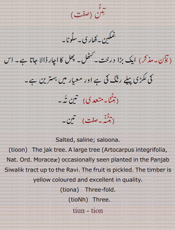 تئن, نمکین۔کھاری۔سلونا, تؤن,ایک بڑا درخت۔کٹھل۔ پھل کا اچارڈالا جاتا ہے۔ اس کی لکڑی پیلے رنگ کی ہے اور معیار میں بہترین ہے,تئنا,تین تہ,تئنہ,  تین۔
Salted, saline; saloona., tioon,   The jak tree. A large tree   occasionally seen planted in the Panjab Siwalik tract up to the Ravi. The fruit is pickled. The timber is yellow coloured and excellent in quality., tiona,   Three fold., tioNh,  Three.
,tiun , تیون, تئن ,tion, ਤਿਉਨ , ਤਿਊਨ,tioon,tionao  ਤਿਉਣਾ,tioNh, ਤਿਉਂਹ, ,تؤن,کٹھل, تئنا, تئنہ,  
Artocarpus integrifolia , Artocarpus heterophyllus  , 
Kathal,  Jackfruit,  plant,پودا, تِئُن, 