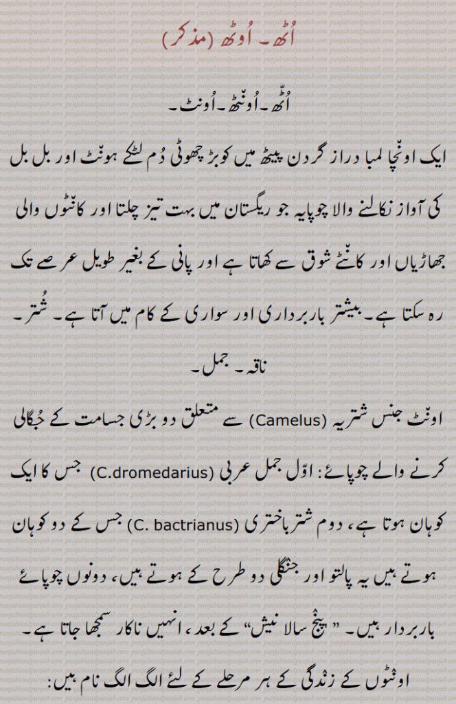 Camel,bactrian camel, Camelus bactrianus, Camelus dromedarius, wild Bactrian camel ,Camelus ferus,    
,ooNThni, ooThni,  ਊਂਠਣੀ, اُونٹنی
ooNTni,   ਊਂਟਣੀ , اُونٹھنی,
uTh,  ਉਠ, اُٹھ,
ooTh,  ਊਠ, اُوٹھ,
uTTh,ਉੱਠ, اُٹّھ,
ooNTh,  ਊਂਠ , اُونٹ,
ooNT, ਊਂਟ,  اُونٹھ,
Daachi,   ਡਾਚੀ,ڈاچی,
karha, ਕਰਹਾ,کرہا, 
shutar,sutar,   ਸ਼ੁਤਰ, ਸੁਤਰ ,شُتر, سُتر,
armosh,ارموش, ਅਰਮੋਸ਼,