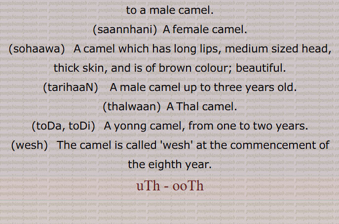 Camel,bactrian camel, Camelus bactrianus, Camelus dromedarius, wild Bactrian camel ,Camelus ferus,    ooNTh,  ਊਂਠ ,اُونٹنی, اونٹ,اُونٹ,اُوٹھ,اوٹھ, اٹھ, اُٹھ,اونٹنی ,