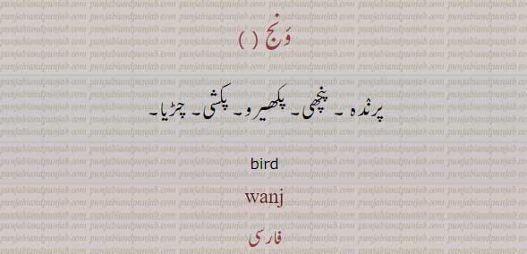 ونج,wanj,ਵਨਜ,پرندہ,پکھیرو,پنچھی,پکشی,