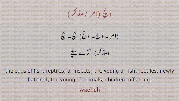   ,  ,ਵੱਚ,بچ,وچ,انڈے بچے,,,,,wachch, wach, eggs of fish, reptilts, offspring, 