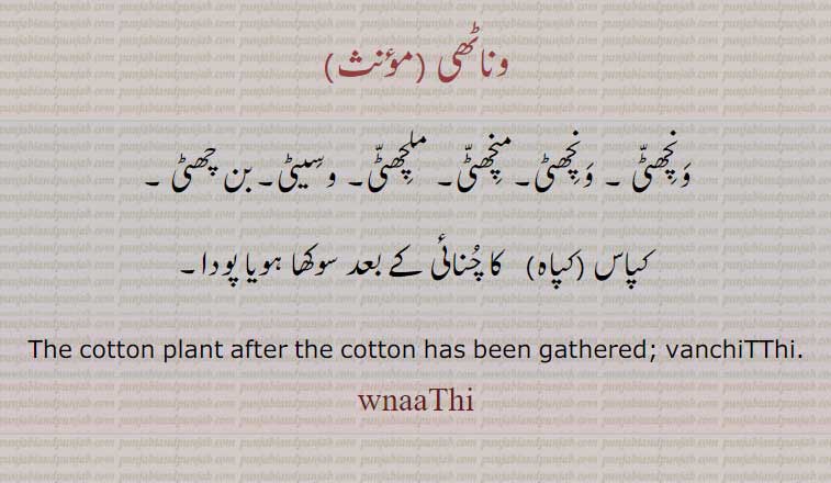   وناٹھی ,وںچھٹی ۔ ونچھٹی۔منچھٹی۔ ملچھٹی۔ وِسیٹی۔بن چھٹی,wnchhitti , wnchhiti , mnchhitti, mlchhitti, wseeti, banchhiti,>
ਵਨਾਠੀ,wnaathi, wanaathi,ਵਨਾਠੀ , The cotton plant after the cotton has been gathered, Vanchitthi,wanchitthi,