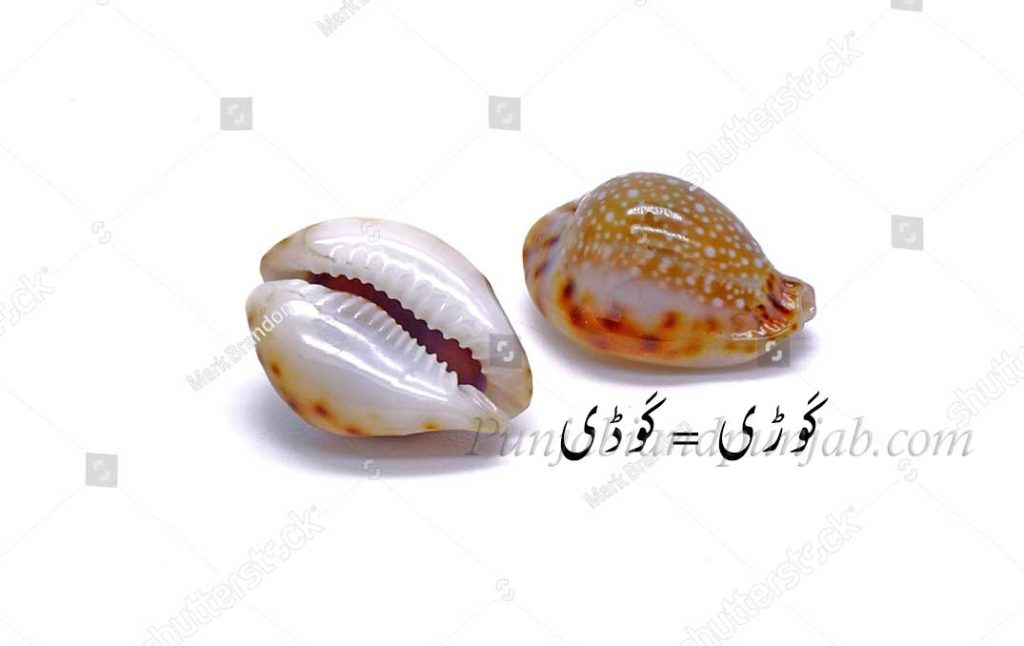 kaoRi,kauRi,ਕੌਡੀ, ਕੌੜੀ, کَوڑی,   کَوڈی, کوڑی,   کوڈی