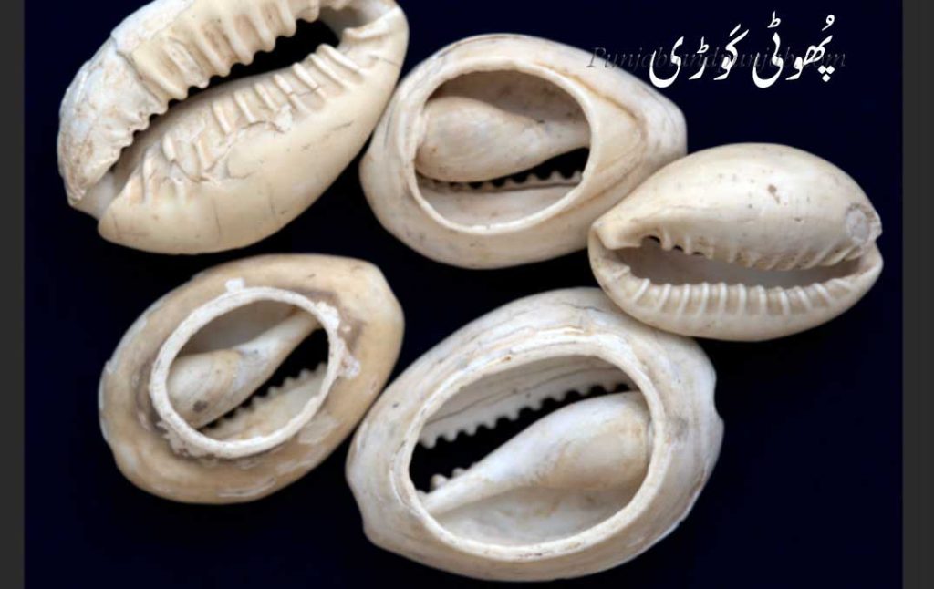 ਫੂਟੀ ਕੌੜੀ, phooti kaoRi,phuti kauRi, پُھوٹی  کَوڑی,پھوٹی کوڑی,  