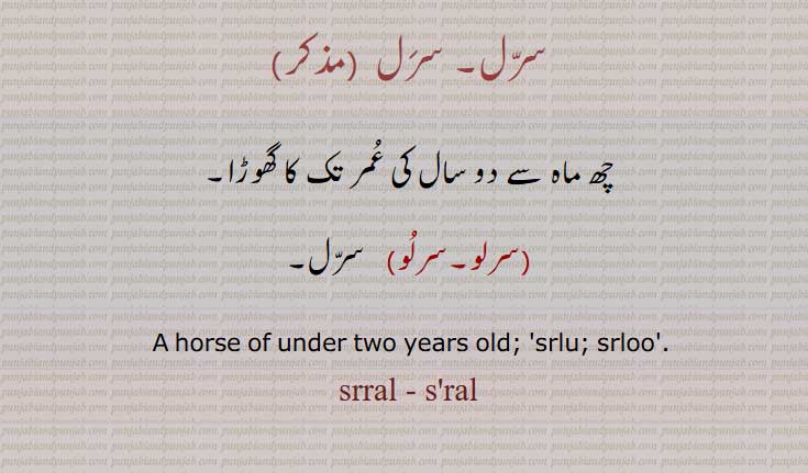 سرل, چھ ماہ سے دو سال کی عمر تک کا گھوڑا, سرلو,سرلو A horse of under two years old, srlu, srloo,srral , sral,